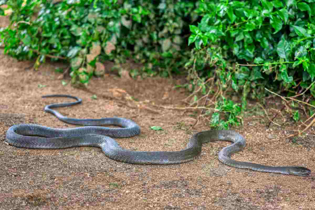 serpente nel giardino di casa