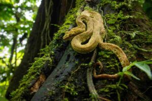 serpente tra le piante