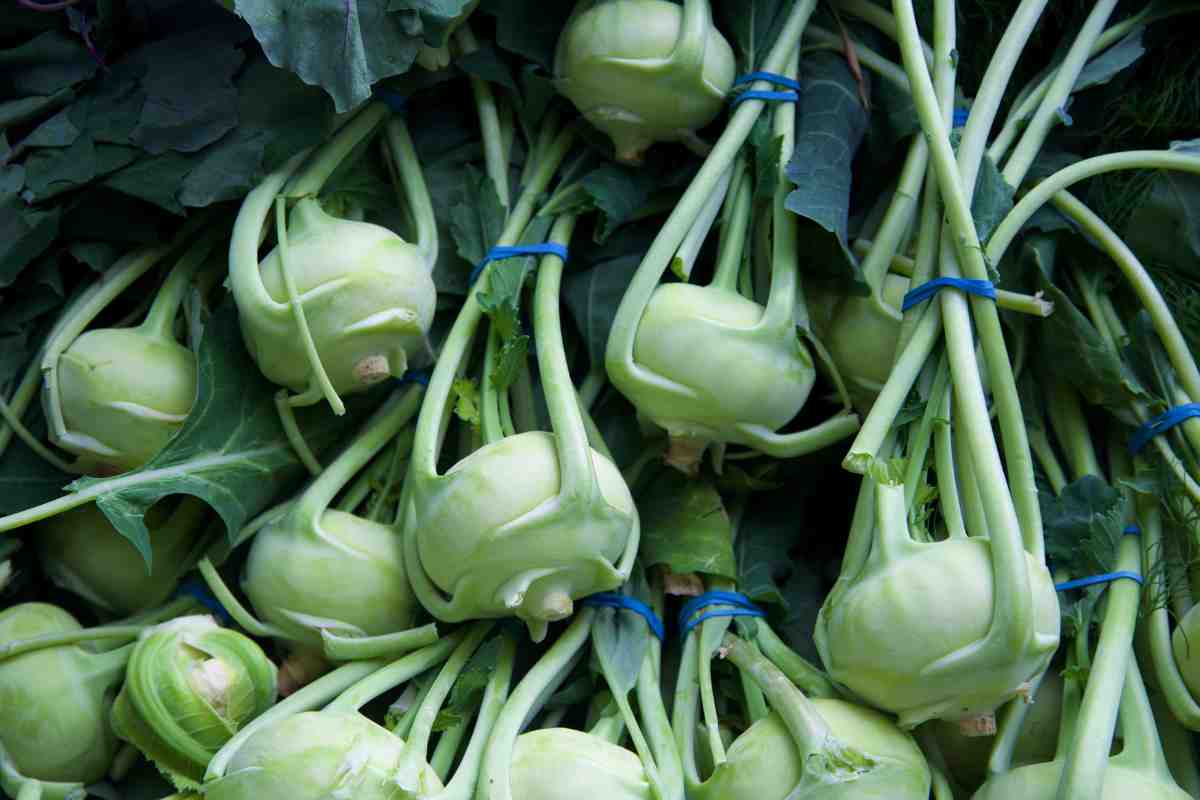 cavoli rapa legati tra loto