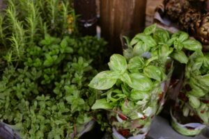 piante aromatiche in vaso